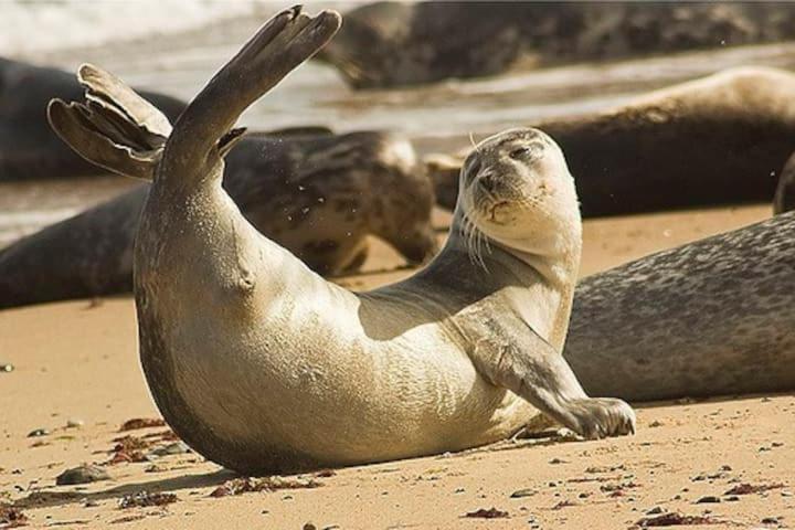 Relaxing Chalet On Popular California Sands Short Stroll To Beach, Nr Norfolk Broads & Great Yarmouth Scratby 외부 사진
